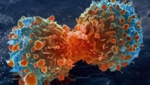 إنقسام الخلايا السرطانية- حلول العالم