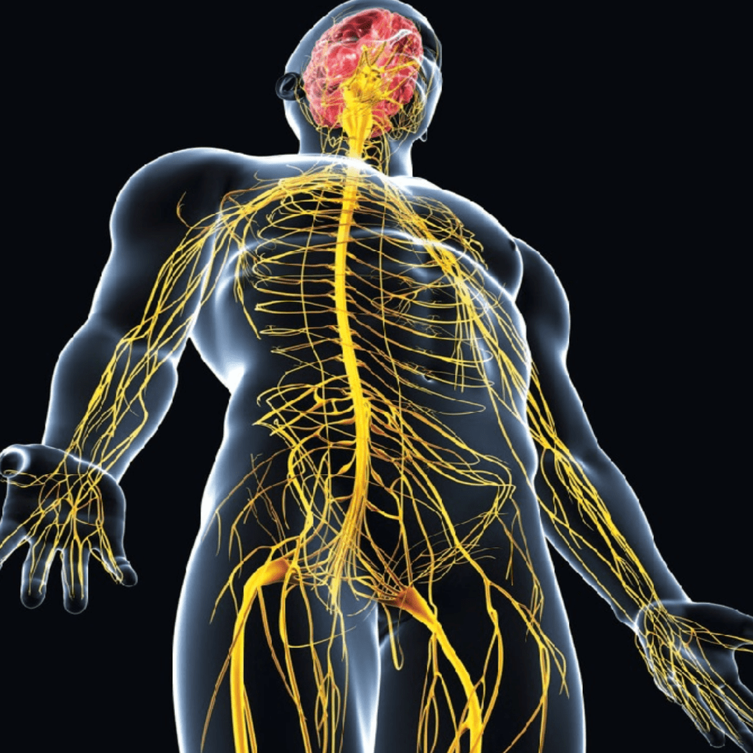 الدماغ والحبل الشوكي مكونات الجهاز العصبي