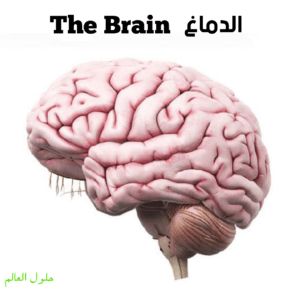 الدماغ - حلول العالم